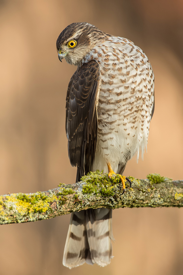 Sperber, Accipiter nisus
