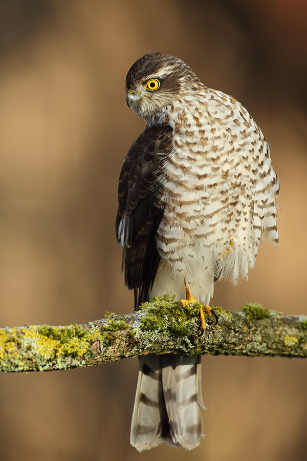 Sperber, Accipiter nisus