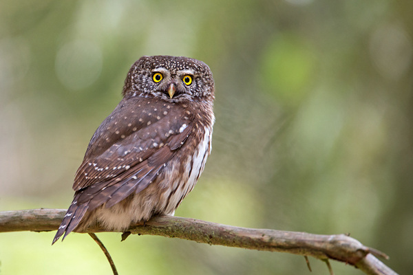 Sperlingskauz, Glaucidium passerinum