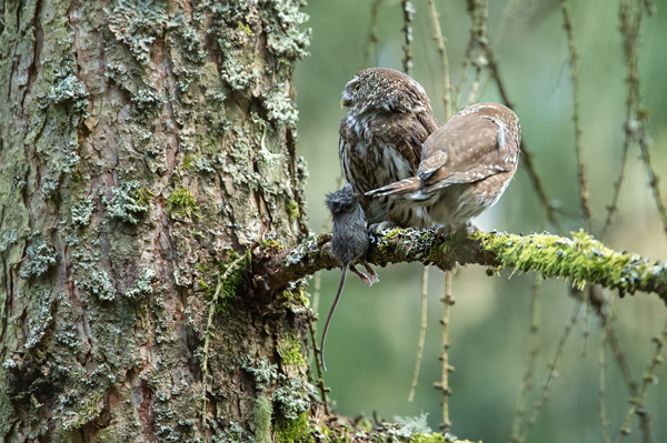 Sperlingskauz, Glaucidium passerinum
