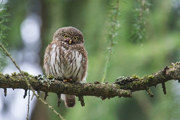 Sperlingskauz, Glaucidium passerinum