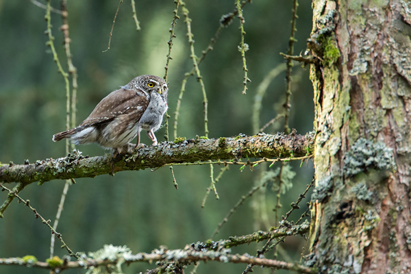 Sperlingskauz, Glaucidium passerinum
