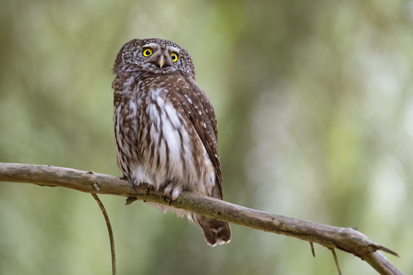 Sperlingskauz, Glaucidium passerinum