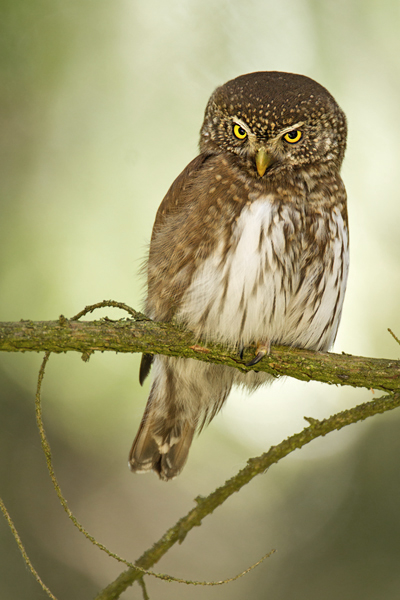 Sperlingskauz, Glaucidium passerinum