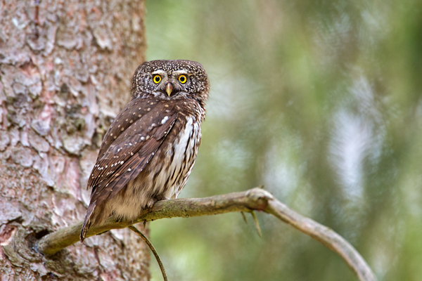 Sperlingskauz, Glaucidium passerinum