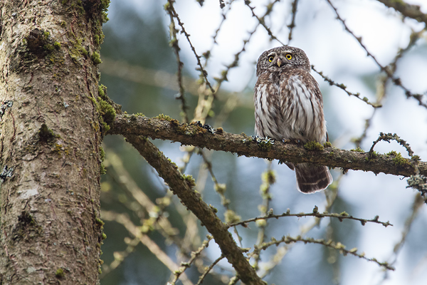 Sperlingskauz, Glaucidium passerinum