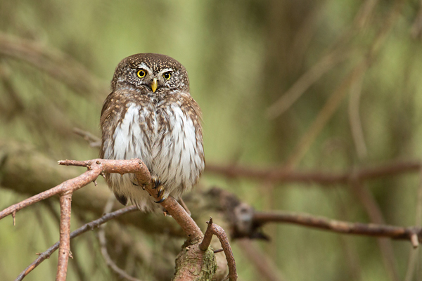 Sperlingskauz, Glaucidium passerinum
