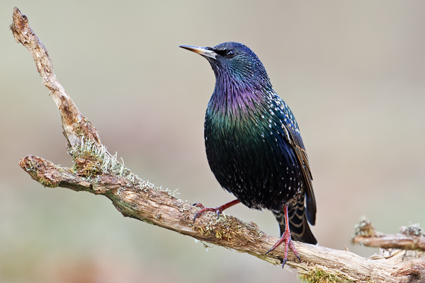 Star, Sturnus vulgaris
