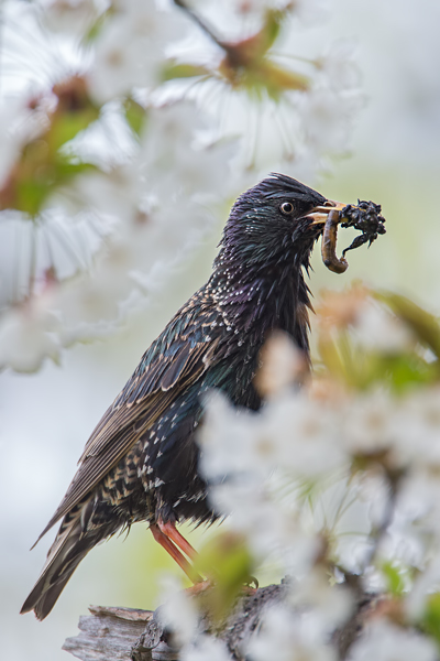 Star, Sturnus vulgaris