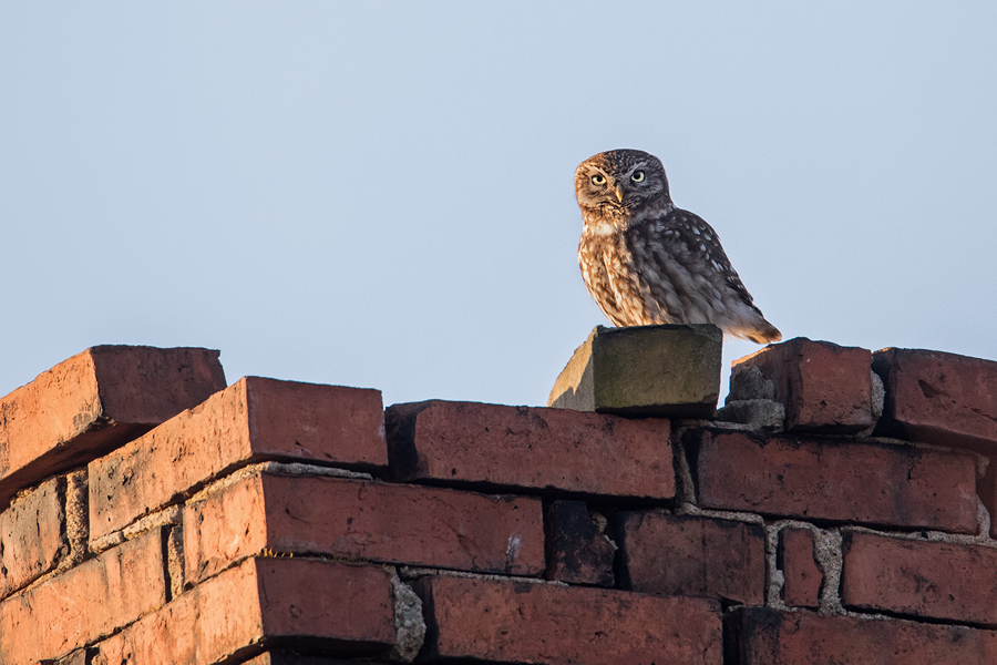 Steinkauz, Athene noctua