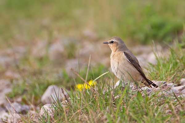 Steinschmätzer, Oenanthe oenanthe