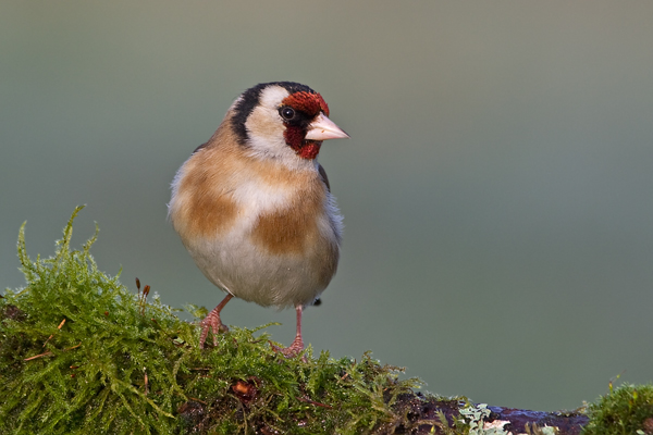 Stieglitz, Carduelis carduelis