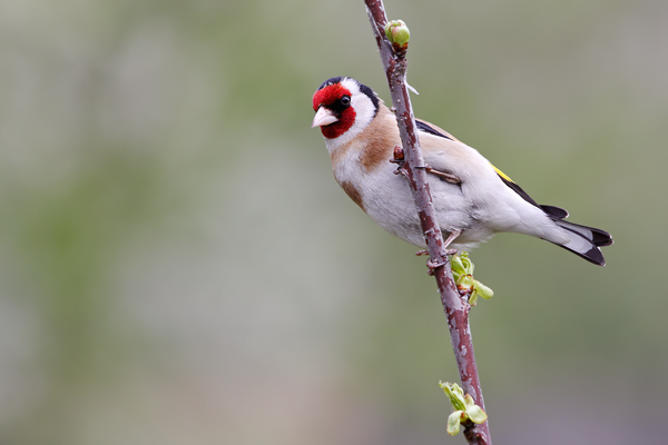 Stieglitz, Carduelis carduelis