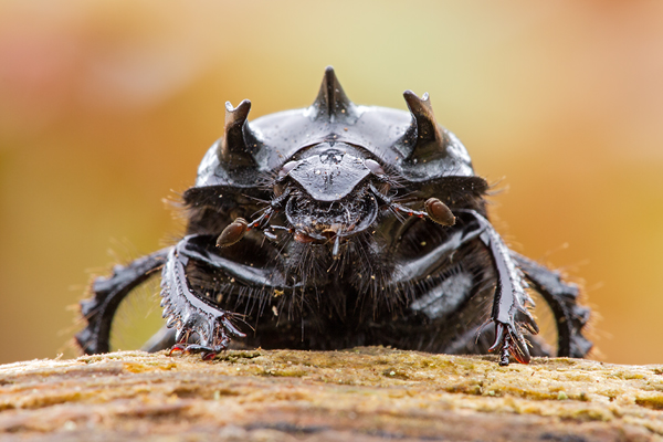 Stierkäfer, Typhaeus typhoeus