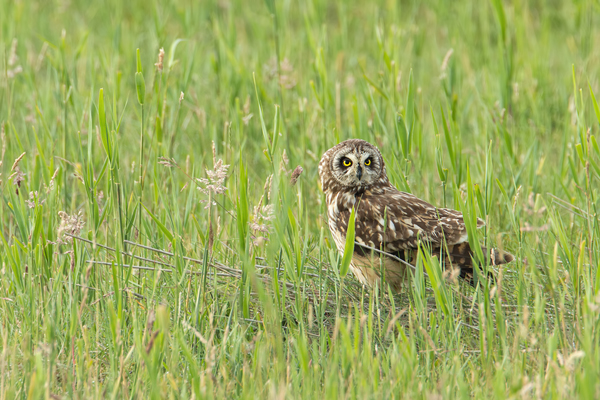 Sumpfohreule, Asio flammeus