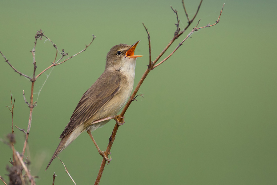 Sumpfrohrsänger , Acrocephalus palustris