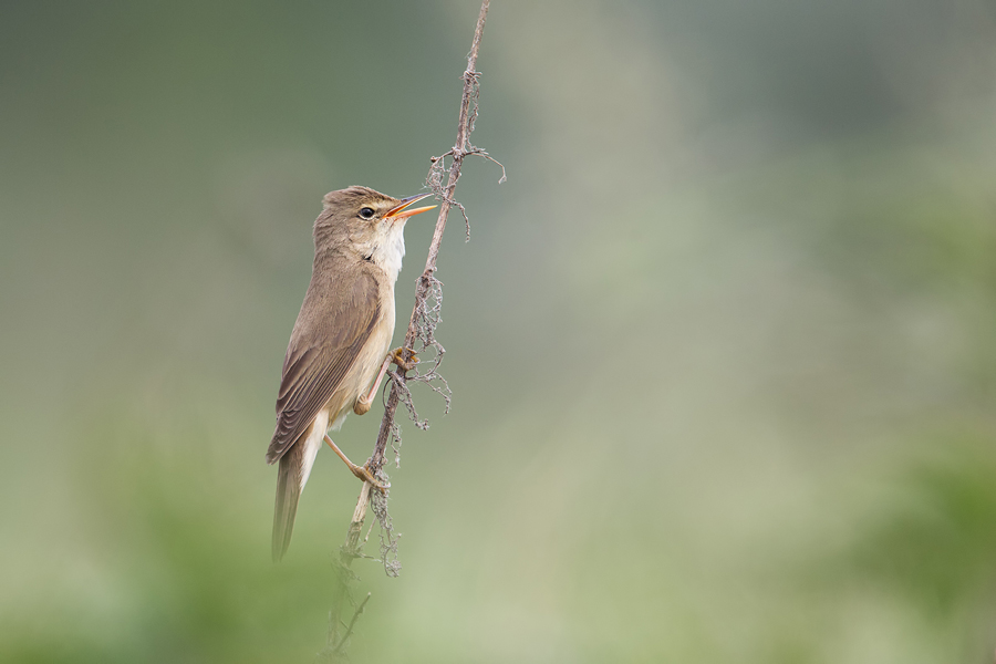 Sumpfrohrsänger , Acrocephalus palustris