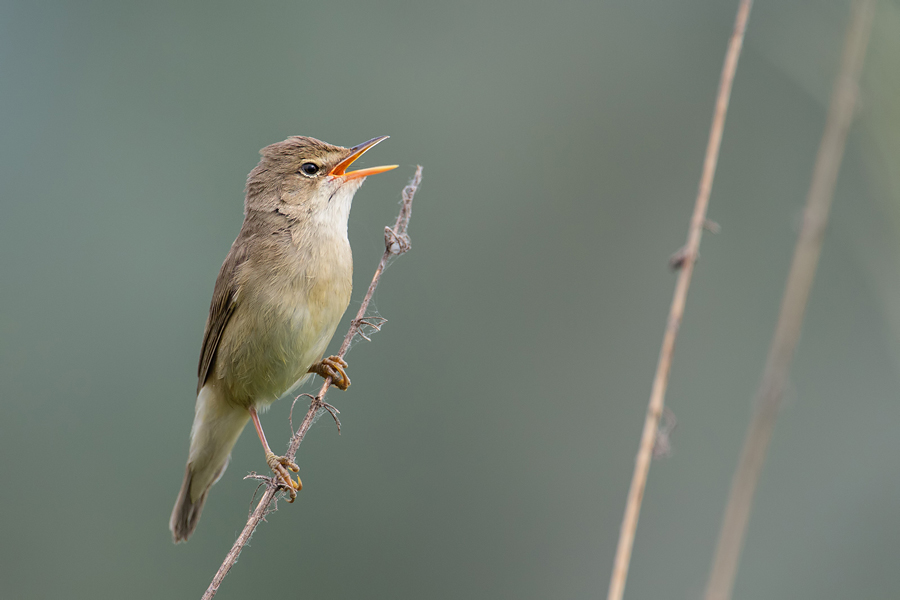 Sumpfrohrsänger , Acrocephalus palustris