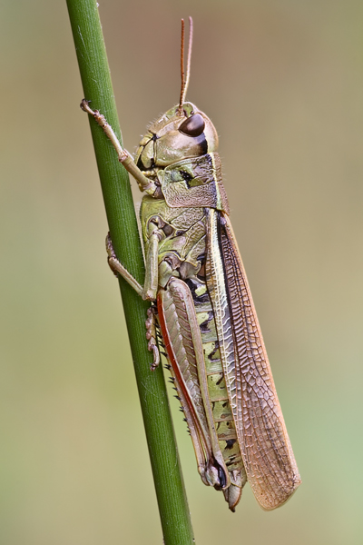 Sumpfschrecke, Stethophyma grossum