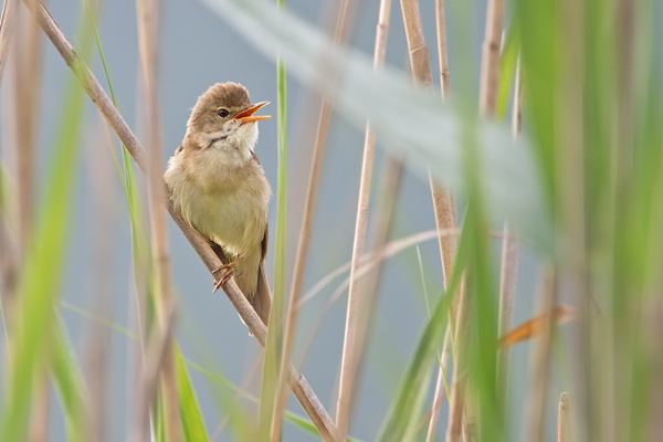 Teichrohrsänger, Acrocephalus scirpaceus