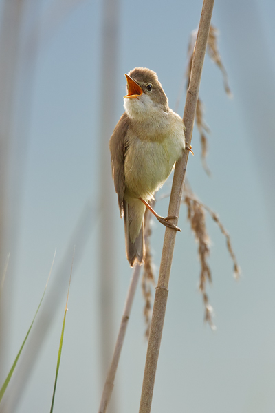 Teichrohrsänger, Acrocephalus scirpaceus