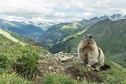 Alpenmurmeltier, Marmota marmota