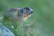 Alpenmurmeltier, Marmota marmota