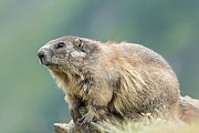 Alpenmurmeltier, Marmota marmota