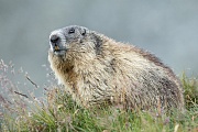 Alpenmurmeltier, Marmota marmota