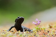 Alpensalamander , Salamandra atra