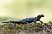 Alpensalamander , Salamandra atra