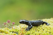 Alpensalamander , Salamandra atra