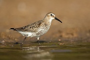 Alpenstrandläufer , Calidris alpina