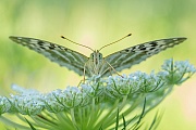 Kaisermantel, Argynnis paphia f. valesina