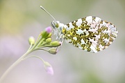 Aurorafalter, Anthocharis cardamines