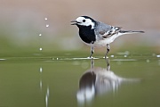 Bachstelze, Motacilla alba