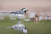 Bachstelze, Motacilla alba