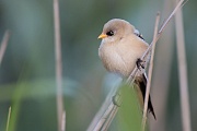 Bartmeise, Panurus biarmicus