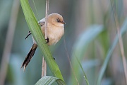 Bartmeise, Panurus biarmicus