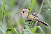 Bartmeise, Panurus biarmicus