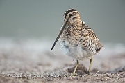 Bekassine, Gallinago gallinago
