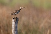 Bekassine, Gallinago gallinago