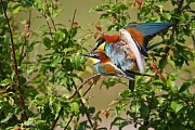 Bienenfresser , Merops apiaster