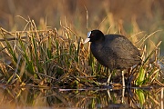 Blässhuhn, Fulica atra