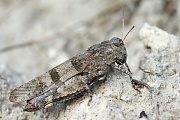 Blauflügelige Sandschrecke , Sphingonotus caerulans