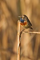 Blaukehlchen, Luscinia svecica cyanecula