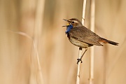 Blaukehlchen, Luscinia svecica cyanecula