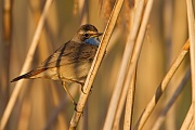 Blaukehlchen, Luscinia svecica cyanecula