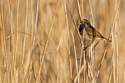 Blaukehlchen, Luscinia svecica cyanecula