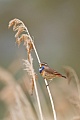 Blaukehlchen, Luscinia svecica cyanecula